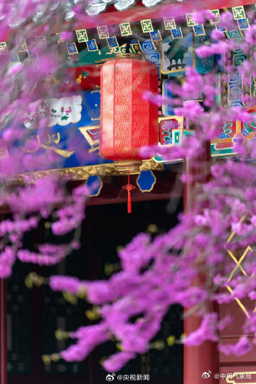 美！红砖绿瓦旁紫荆花开如瀑