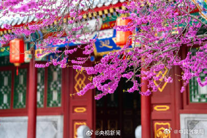 美！红砖绿瓦旁紫荆花开如瀑