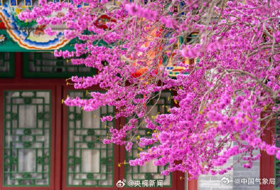 美！红砖绿瓦旁紫荆花开如瀑