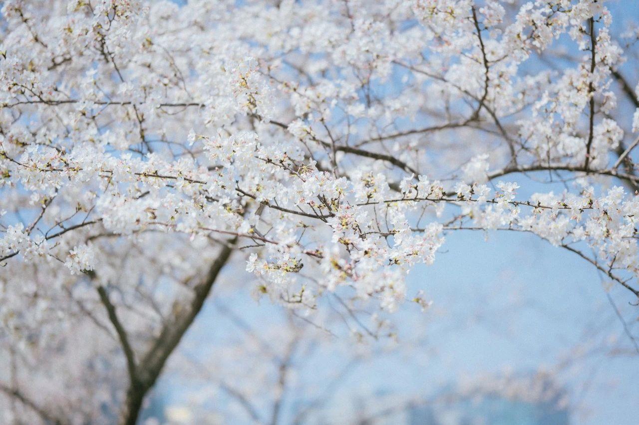 与花海来一场浪漫邂逅!这几趟列车含“樱”量超高 与花海来一场浪漫邂逅!这几趟列车含“樱”量超高