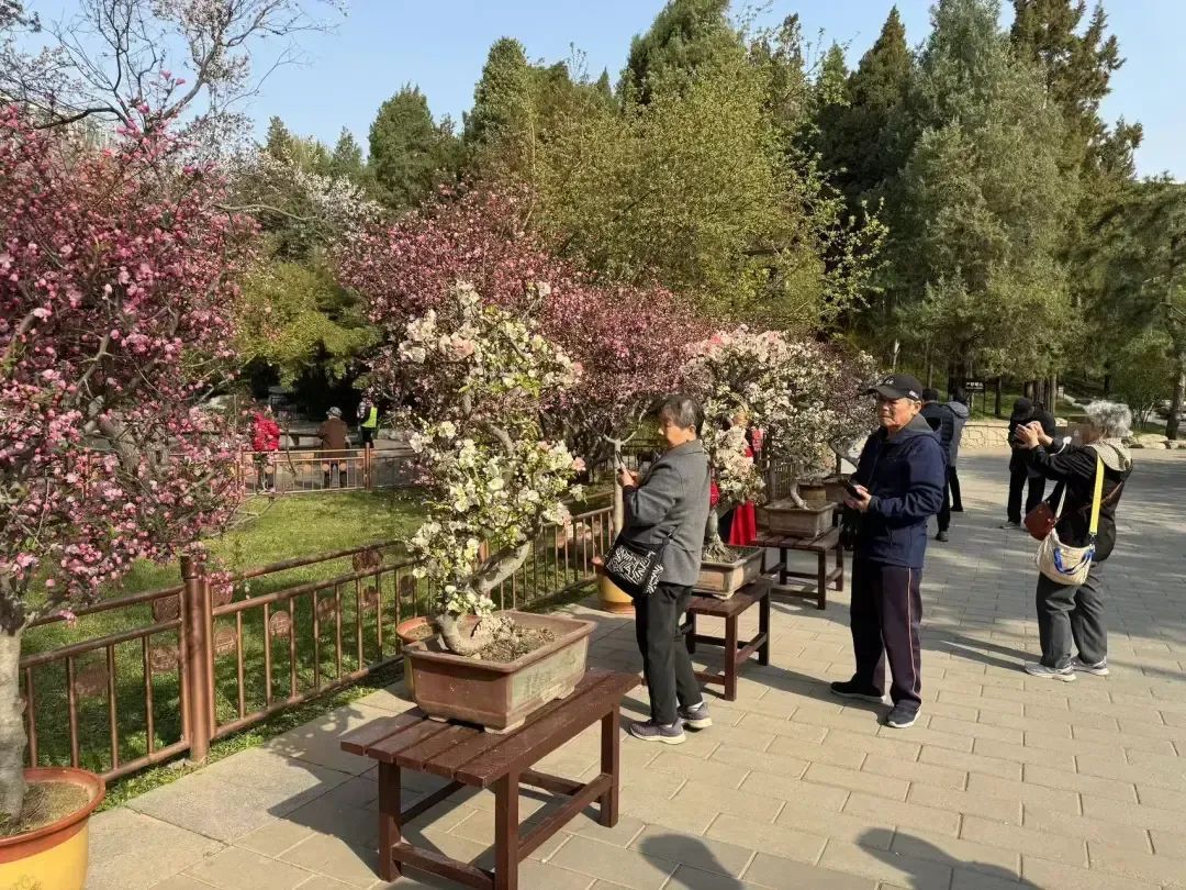 第一次展出，只有手巴掌大！北京这个公园的文化节千万别错过
