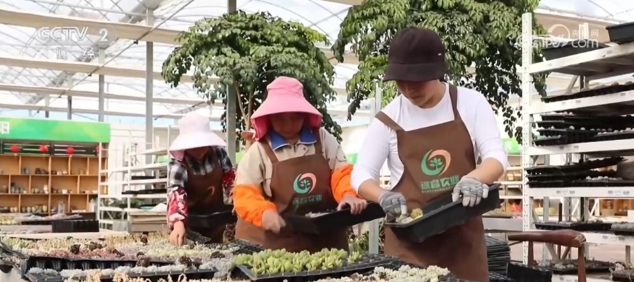 花木产业新“花”样 “美丽经济”活力澎湃