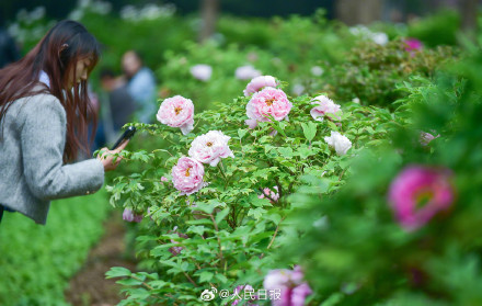 你出行了吗？清明假期第一天跨区域人员流动量超2.6亿人次