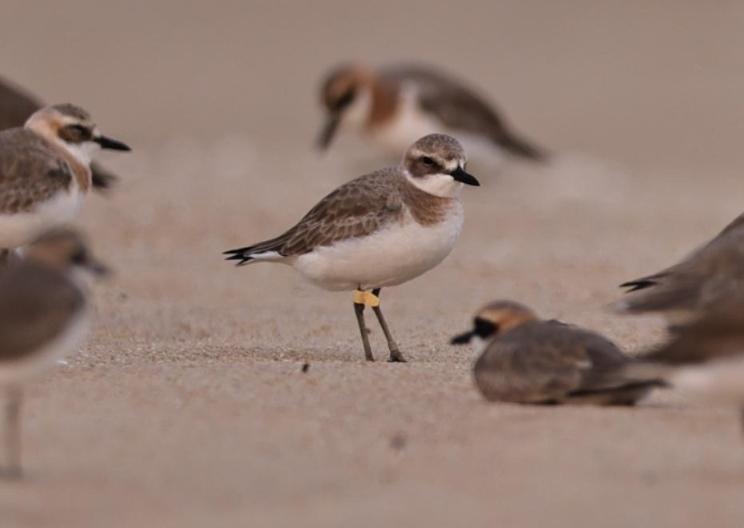 首次记录！多只环志鸟飞越上万公里来“打卡”合浦儒艮保护区