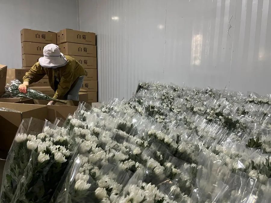 产量预计超3.5亿支!海南这地菊花香飘海内外 产量预计超3.5亿支!海南这地菊花香飘海内外
