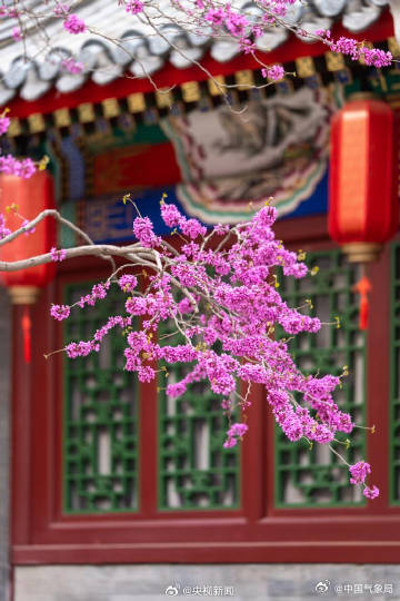 美！红砖绿瓦旁紫荆花开如瀑