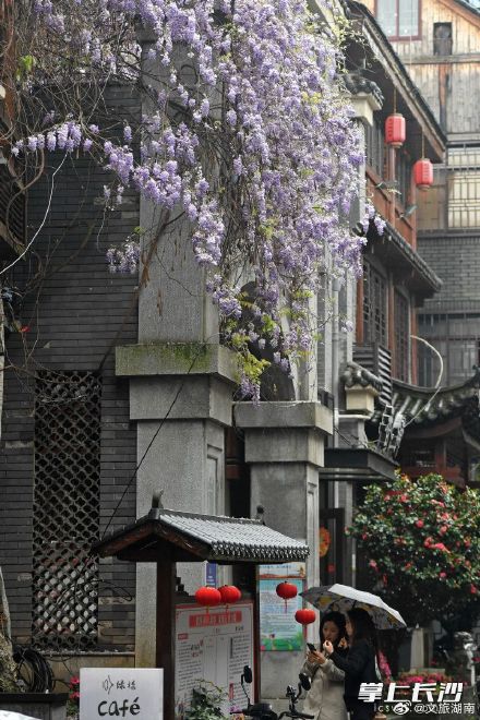 长沙都正街：紫藤花开美若画卷