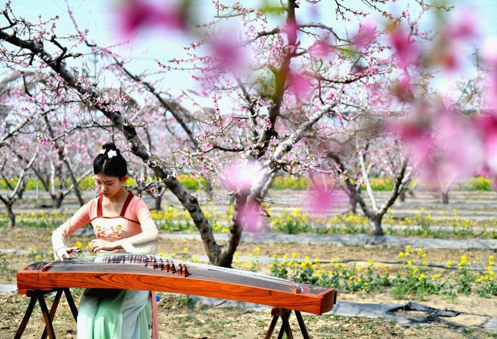 河北深州：桃花绽放满园春 文旅融合引客来