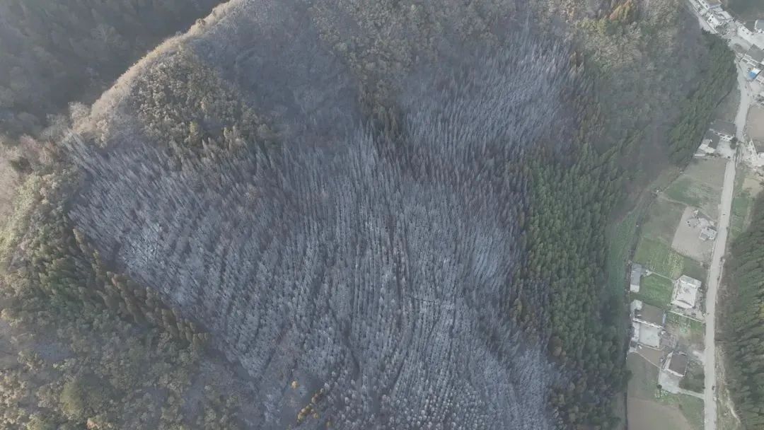 人为原因引发森林火灾，贵州近期宣判三起失火案！