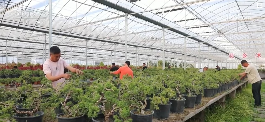 花木产业新“花”样 “美丽经济”活力澎湃