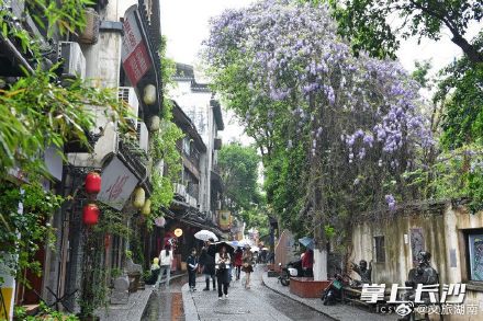长沙都正街：紫藤花开美若画卷
