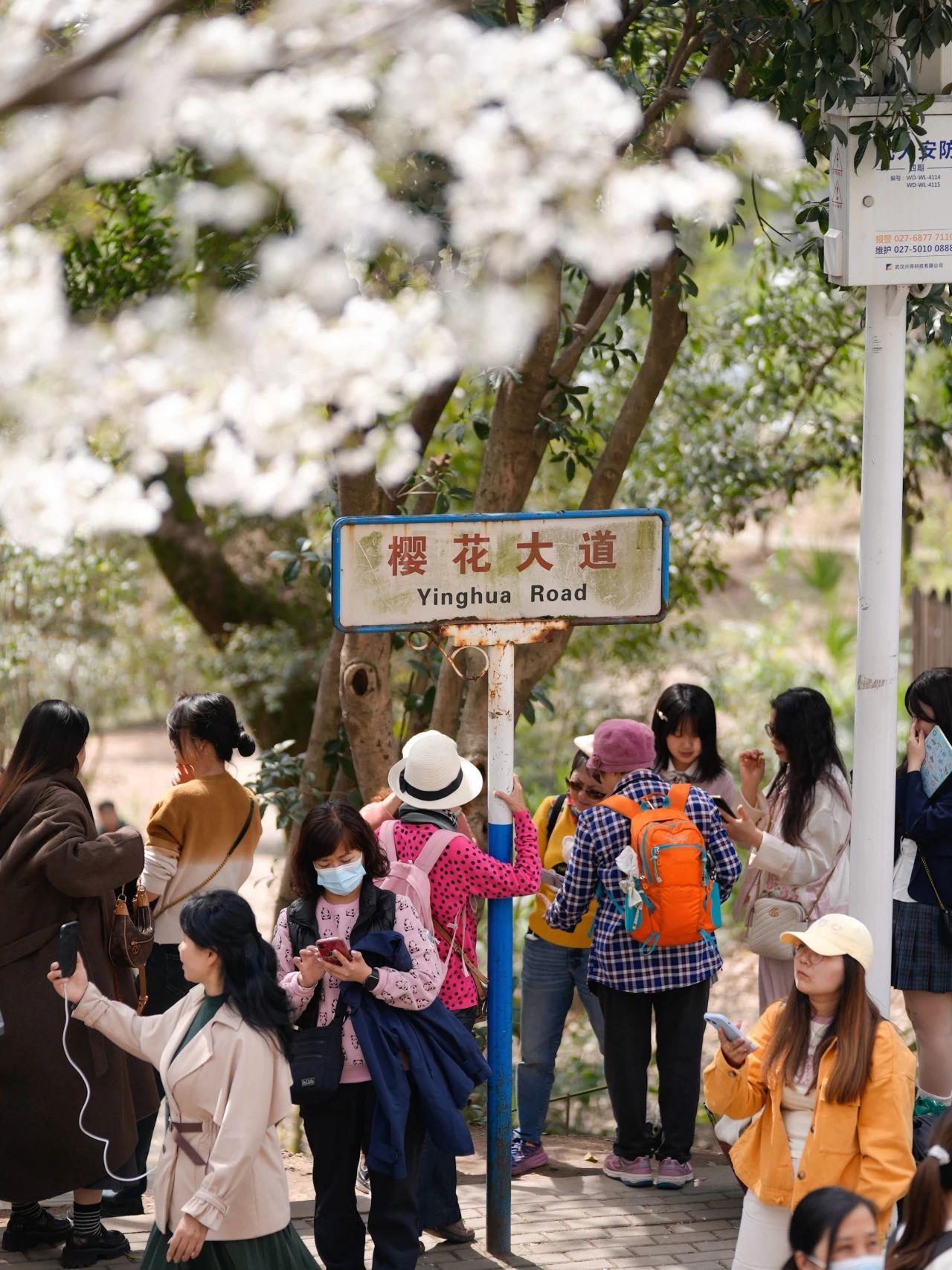 与花海来一场浪漫邂逅!这几趟列车含“樱”量超高 与花海来一场浪漫邂逅!这几趟列车含“樱”量超高