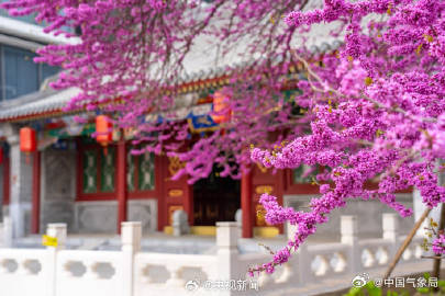 美！红砖绿瓦旁紫荆花开如瀑