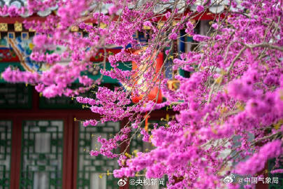 美！红砖绿瓦旁紫荆花开如瀑