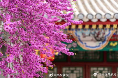 美！红砖绿瓦旁紫荆花开如瀑