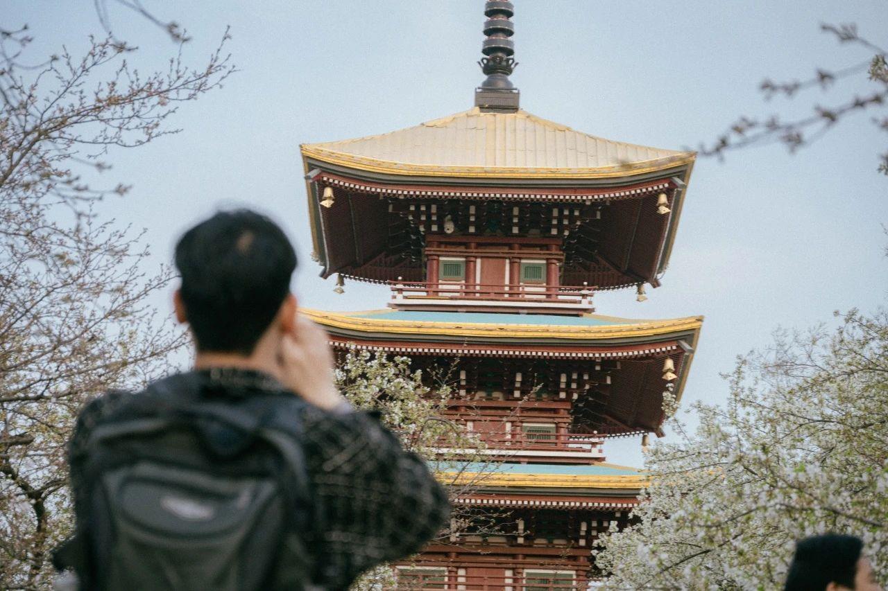 与花海来一场浪漫邂逅!这几趟列车含“樱”量超高 与花海来一场浪漫邂逅!这几趟列车含“樱”量超高