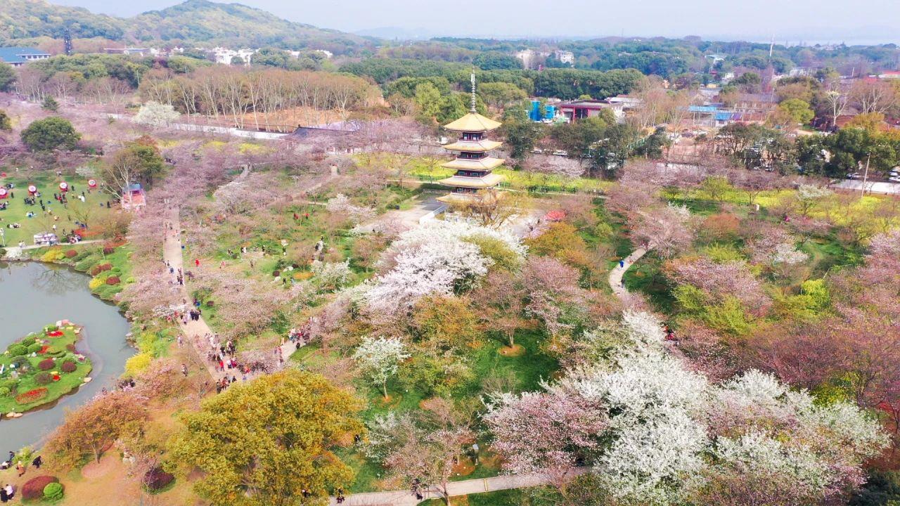 与花海来一场浪漫邂逅!这几趟列车含“樱”量超高 与花海来一场浪漫邂逅!这几趟列车含“樱”量超高