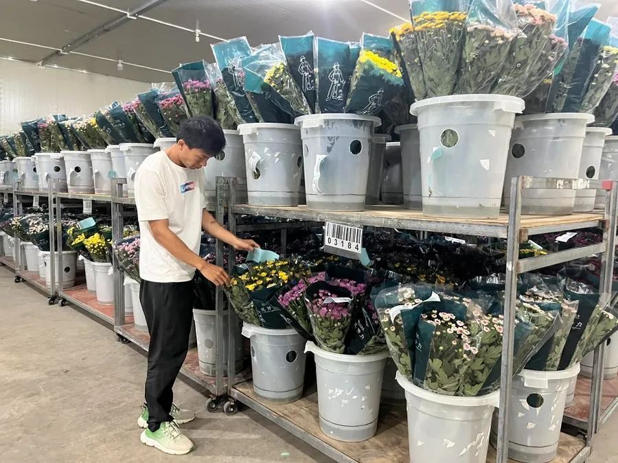 产量预计超3.5亿支!海南这地菊花香飘海内外 产量预计超3.5亿支!海南这地菊花香飘海内外