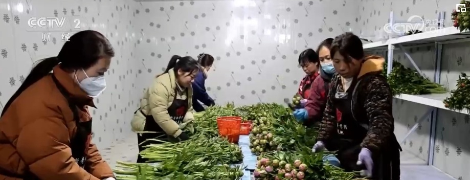 花木产业新“花”样 “美丽经济”活力澎湃