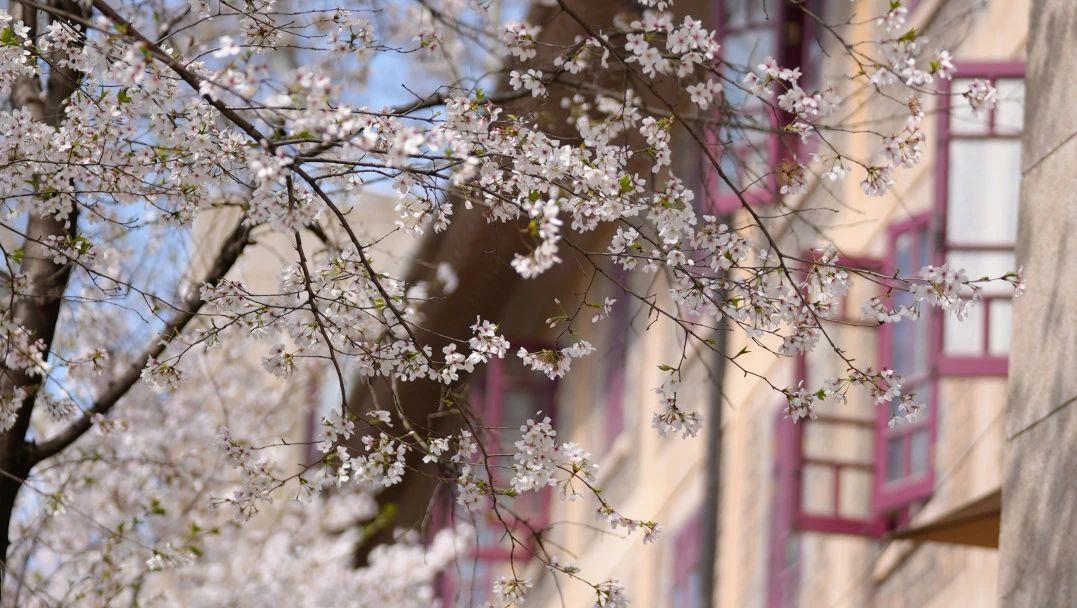 与花海来一场浪漫邂逅!这几趟列车含“樱”量超高 与花海来一场浪漫邂逅!这几趟列车含“樱”量超高