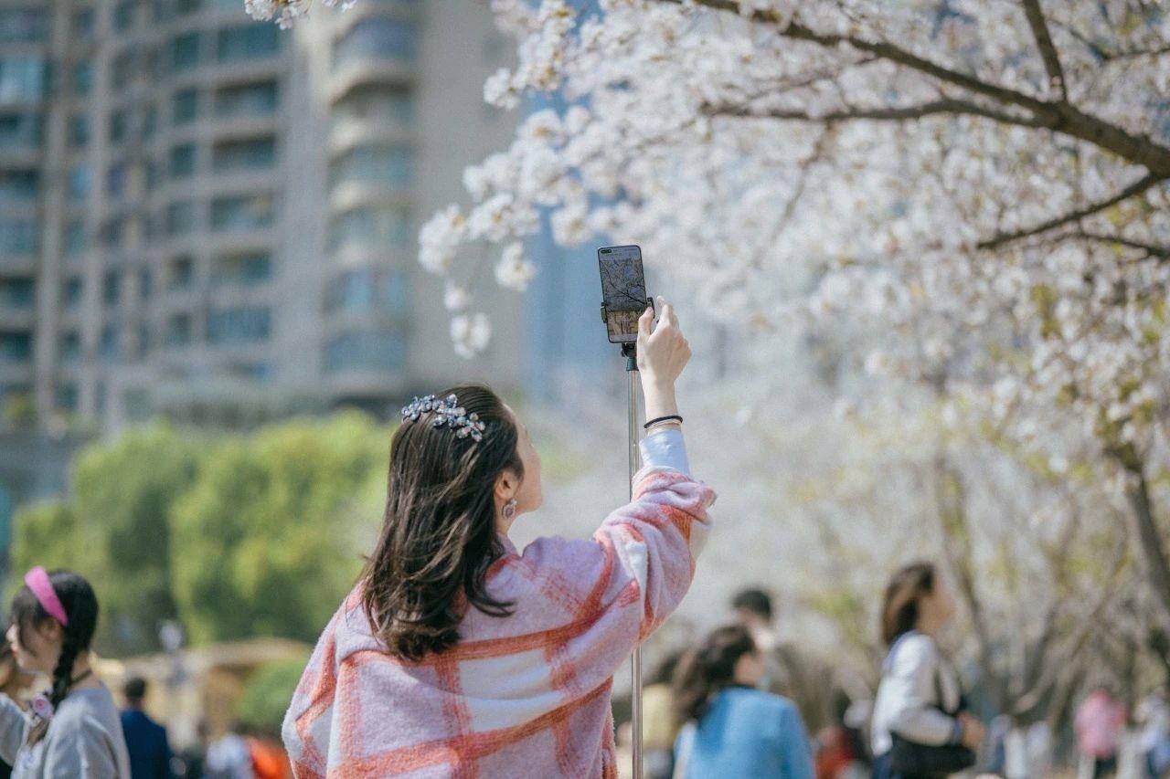 与花海来一场浪漫邂逅!这几趟列车含“樱”量超高 与花海来一场浪漫邂逅!这几趟列车含“樱”量超高