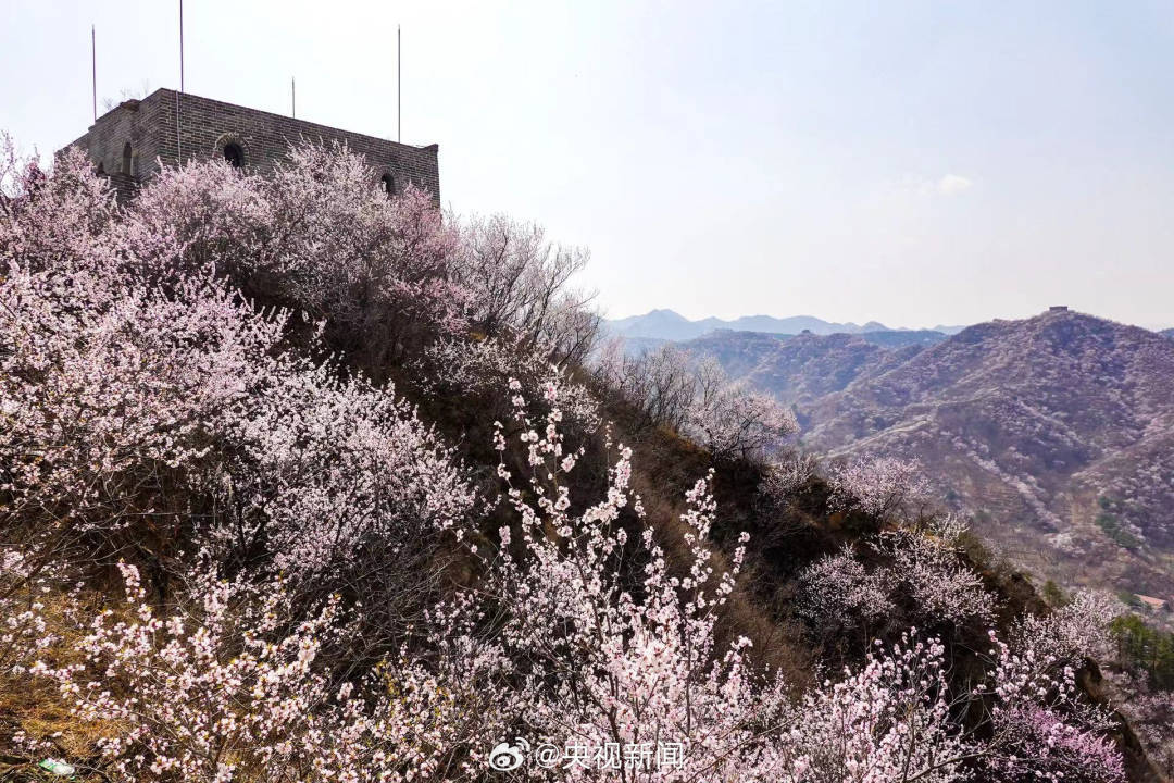 长城山花开成粉色海洋