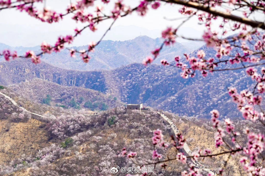 长城山花开成粉色海洋