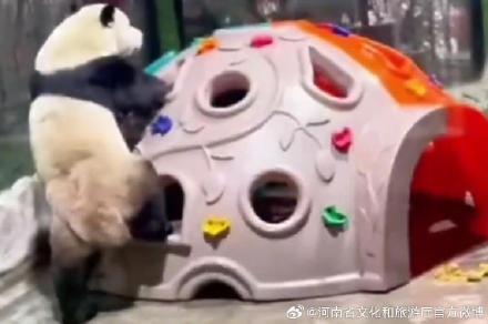 河南省外游客可免费看熊猫灵岩