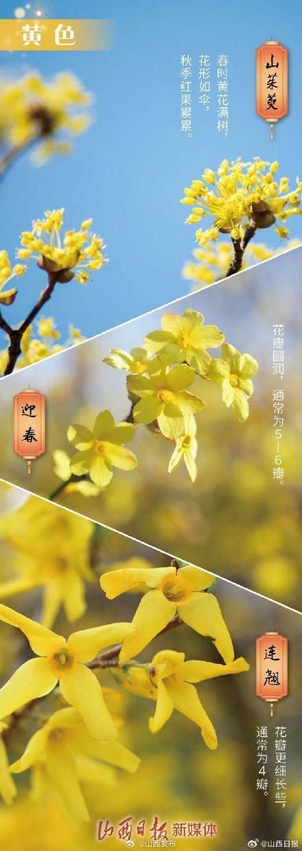 春天赏花不识花，识花小技巧来了