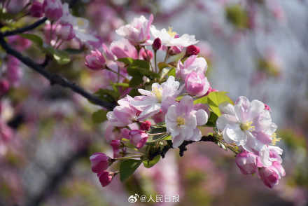 海棠花溪春日氛围感拉满