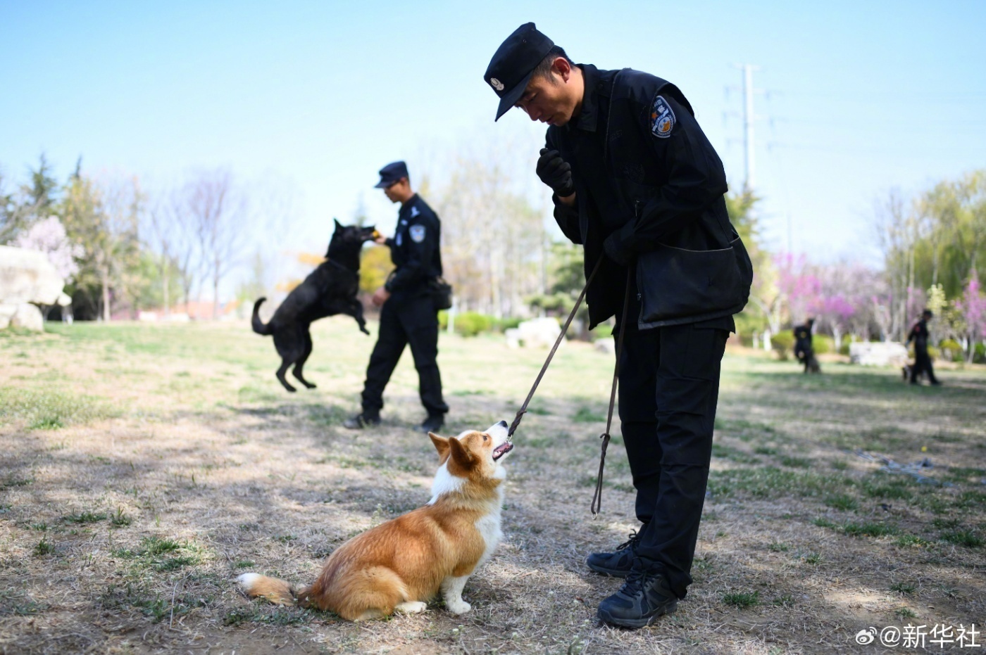 太可爱了!柯基警犬的训练日常 太可爱了!柯基警犬的训练日常