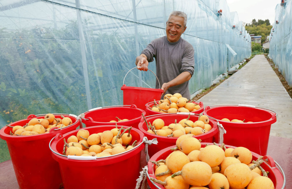 四川仁寿县：“智慧大棚”助力枇杷种植