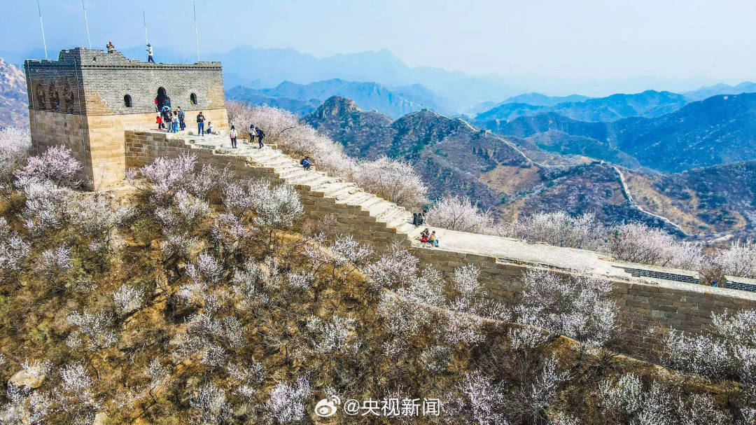 长城山花开成粉色海洋