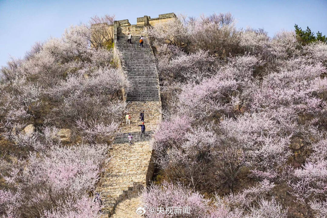 长城山花开成粉色海洋