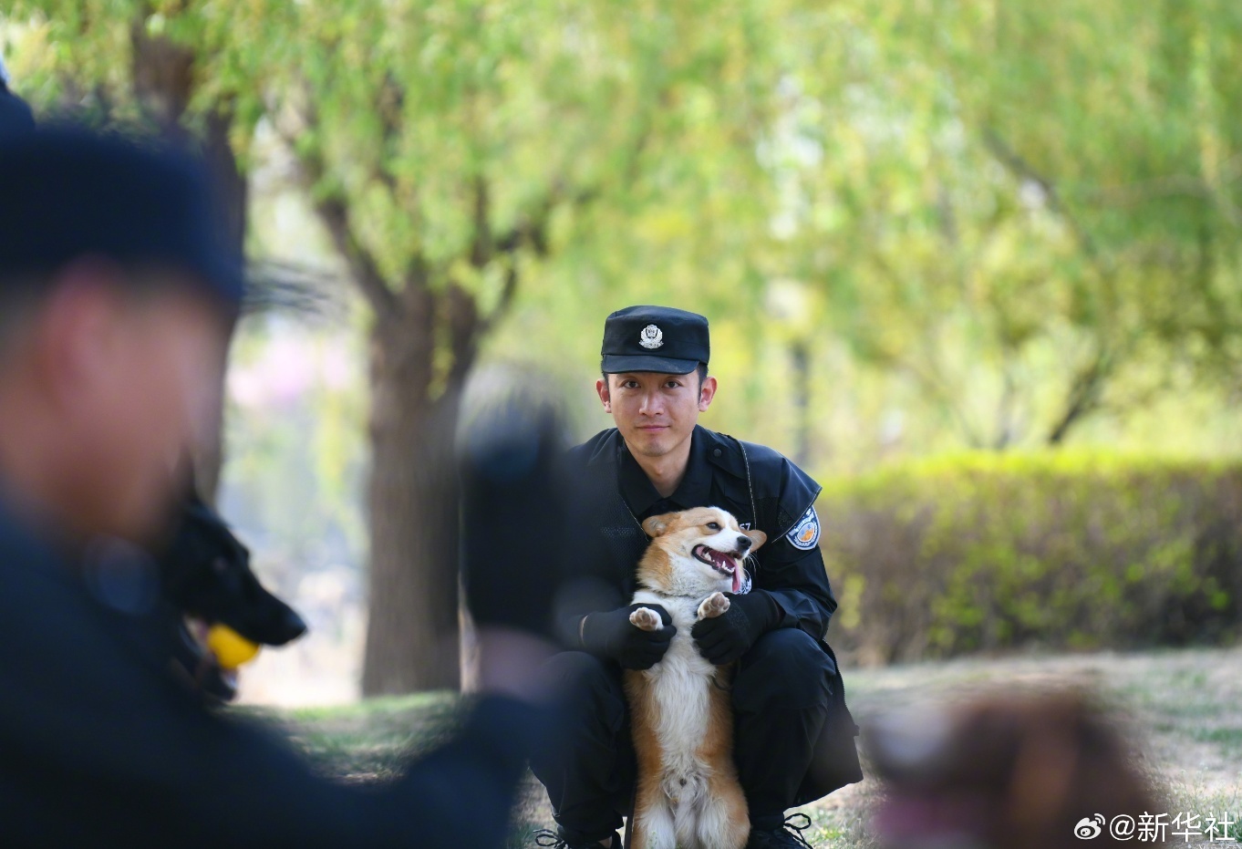 太可爱了!柯基警犬的训练日常 太可爱了!柯基警犬的训练日常