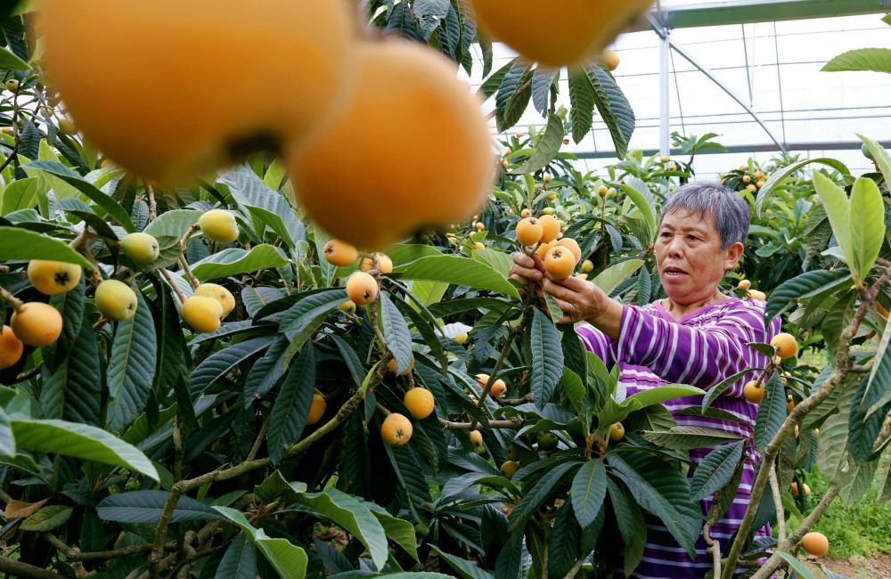 四川仁寿县：“智慧大棚”助力枇杷种植