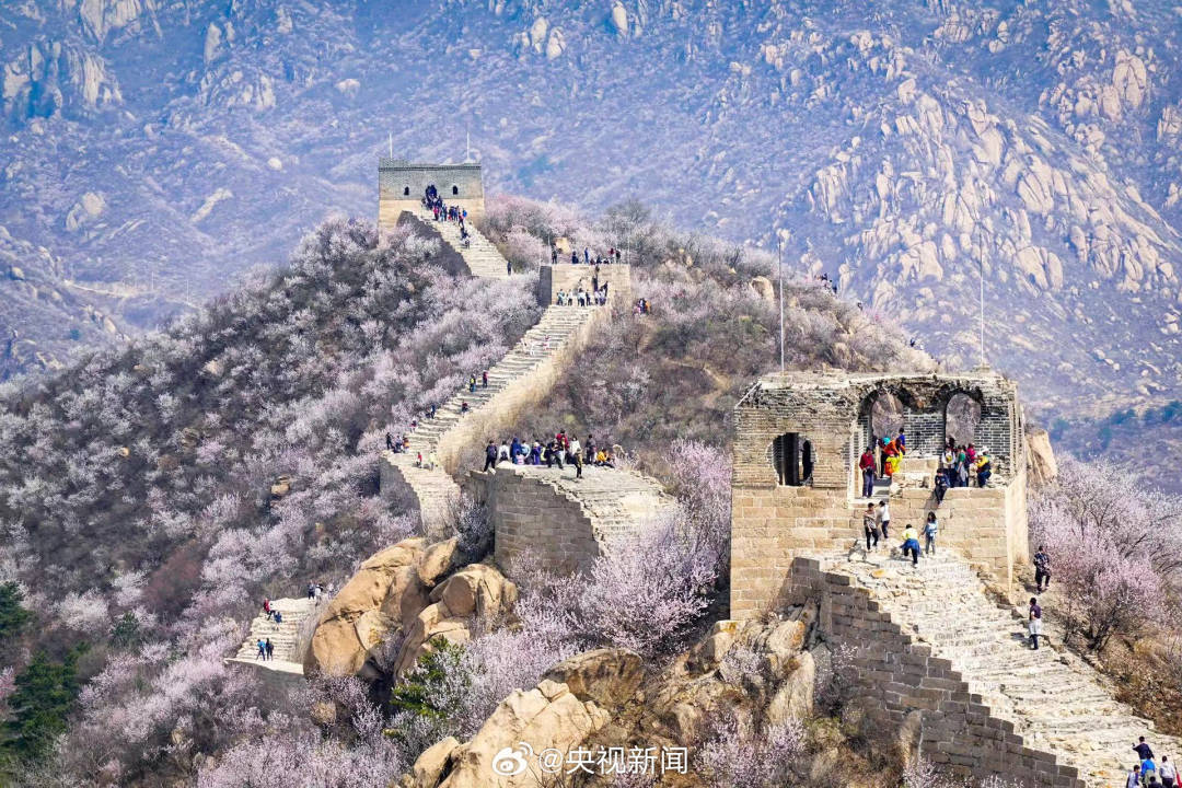 长城山花开成粉色海洋