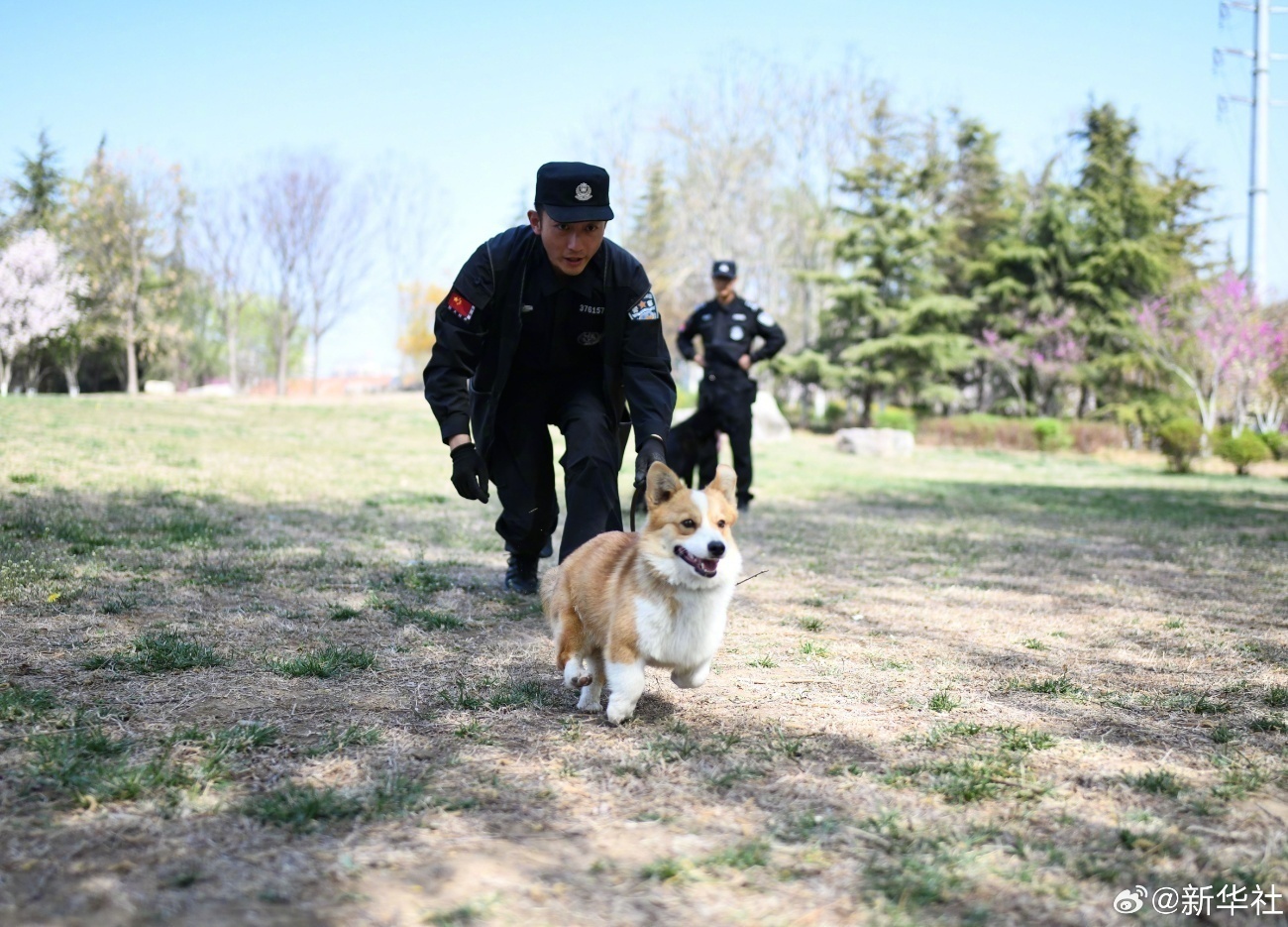 太可爱了!柯基警犬的训练日常 太可爱了!柯基警犬的训练日常