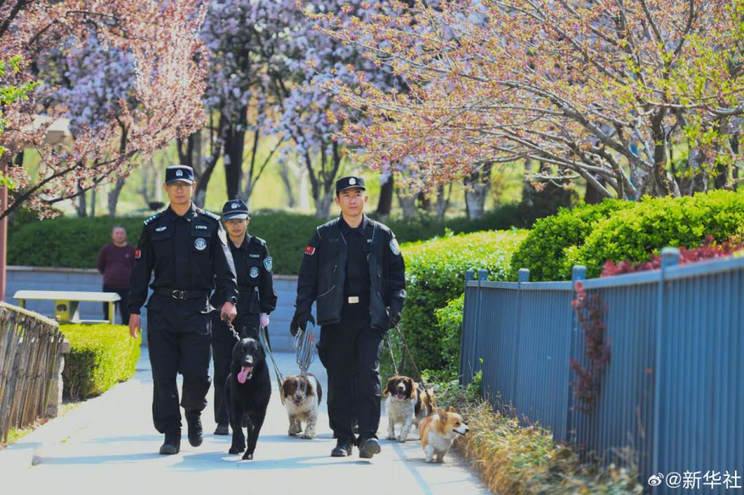 太可爱了!柯基警犬的训练日常 太可爱了!柯基警犬的训练日常