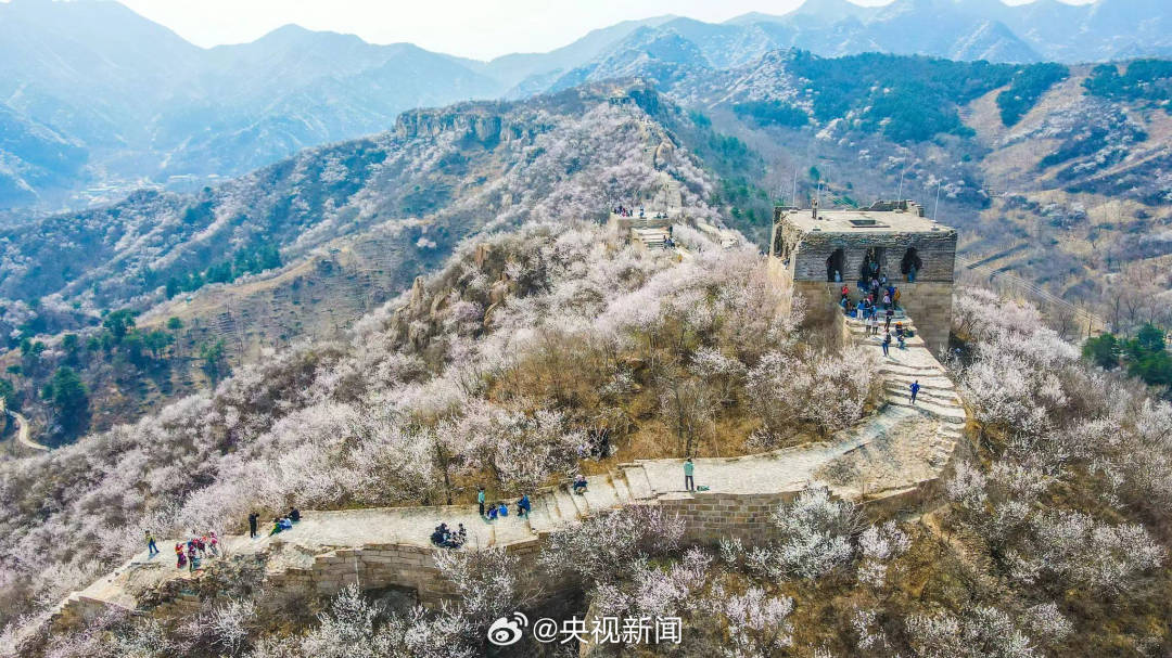 长城山花开成粉色海洋