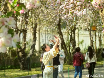 北海公园海棠又成花溪 北海公园海棠又成花溪