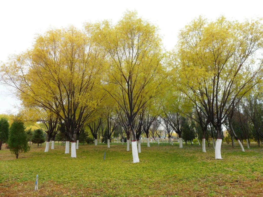 北京中心城区进入“飞雪”模式!第一个高发期在>> 北京中心城区进入“飞雪”模式!第一个高发期在>>