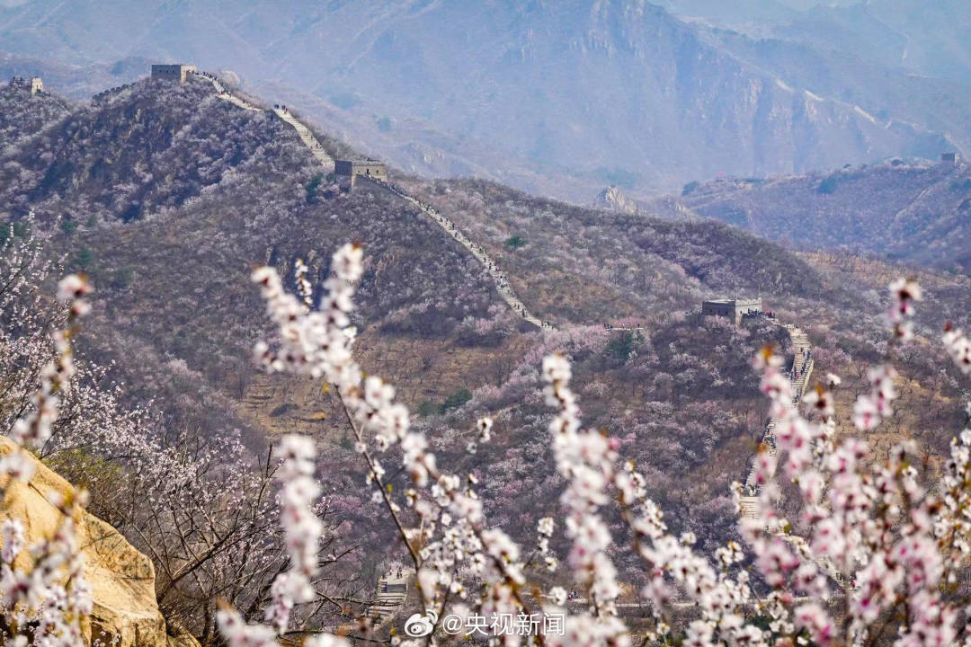 长城山花开成粉色海洋