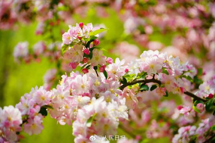 海棠花溪春日氛围感拉满