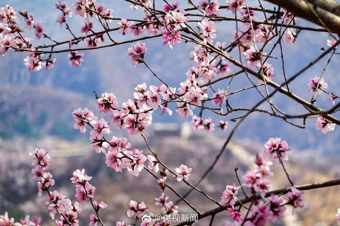 长城山花开成粉色海洋