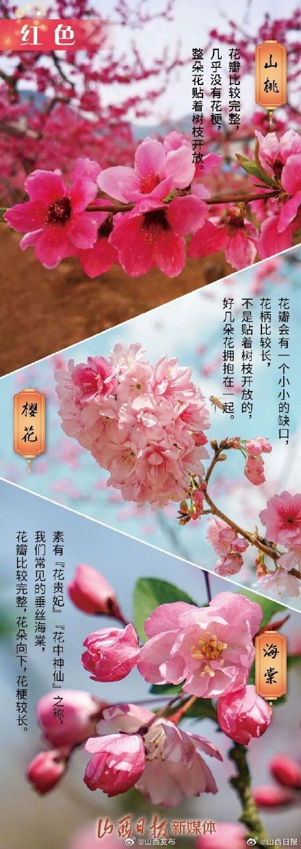 春天赏花不识花，识花小技巧来了