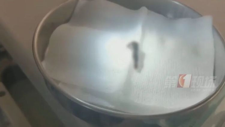 广东一男子鼻中，拽出7-8厘米水蛭！只因……很多人都做过