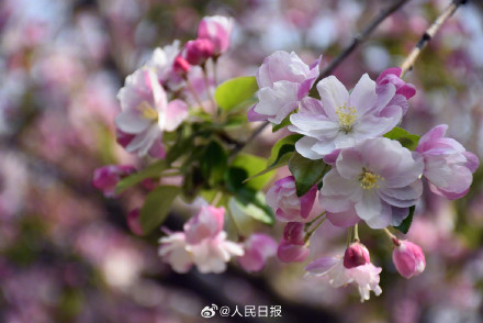 海棠花溪春日氛围感拉满