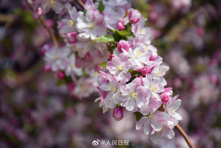 海棠花溪春日氛围感拉满