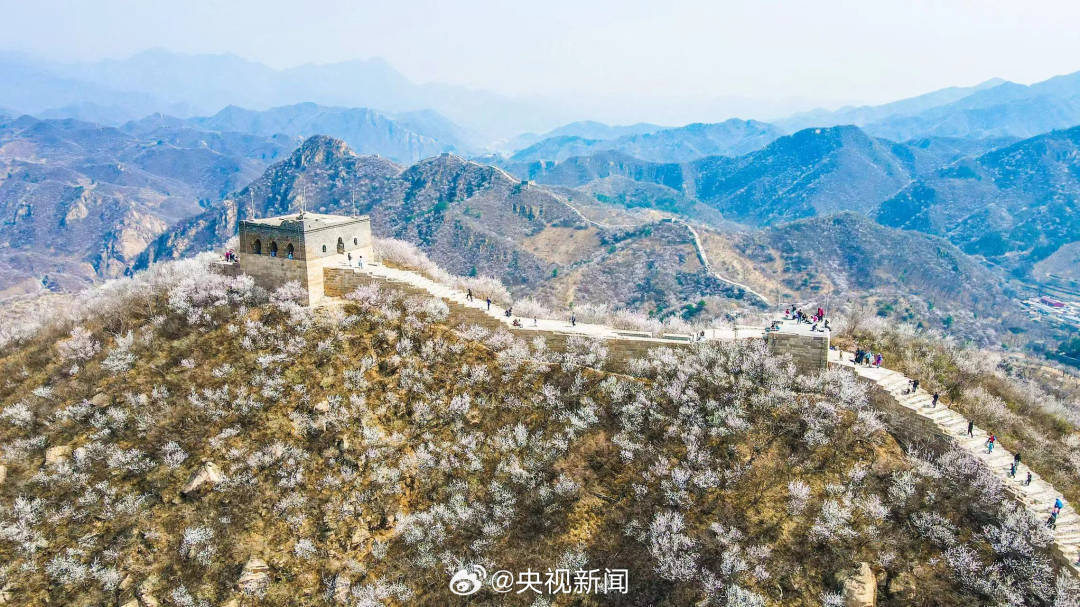 长城山花开成粉色海洋